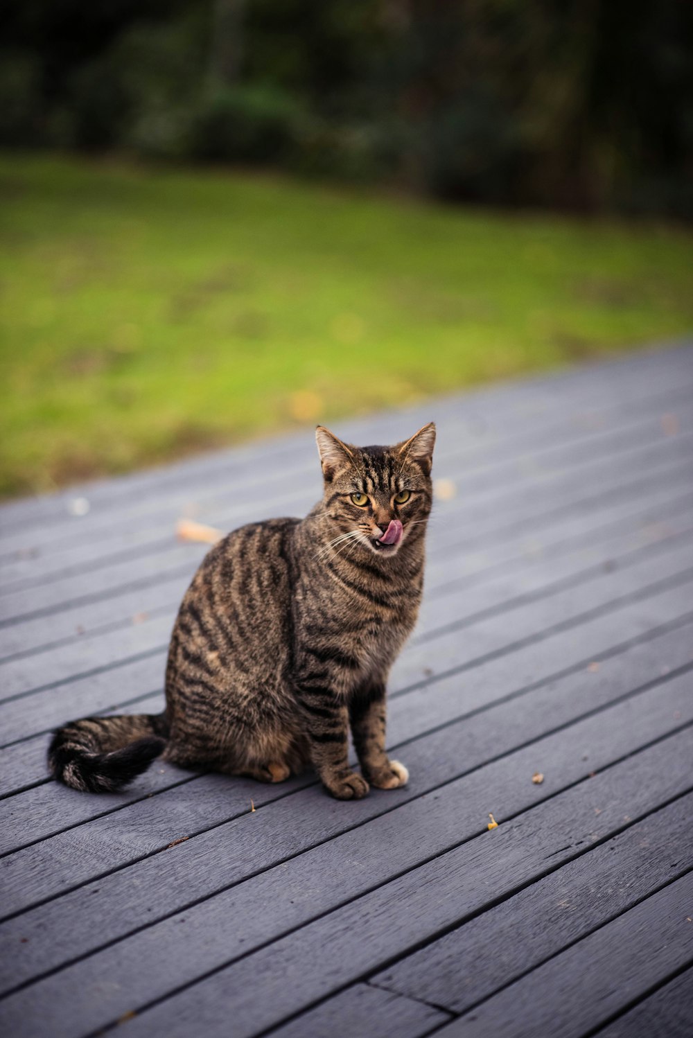 brown tabby cat on grey wooden board