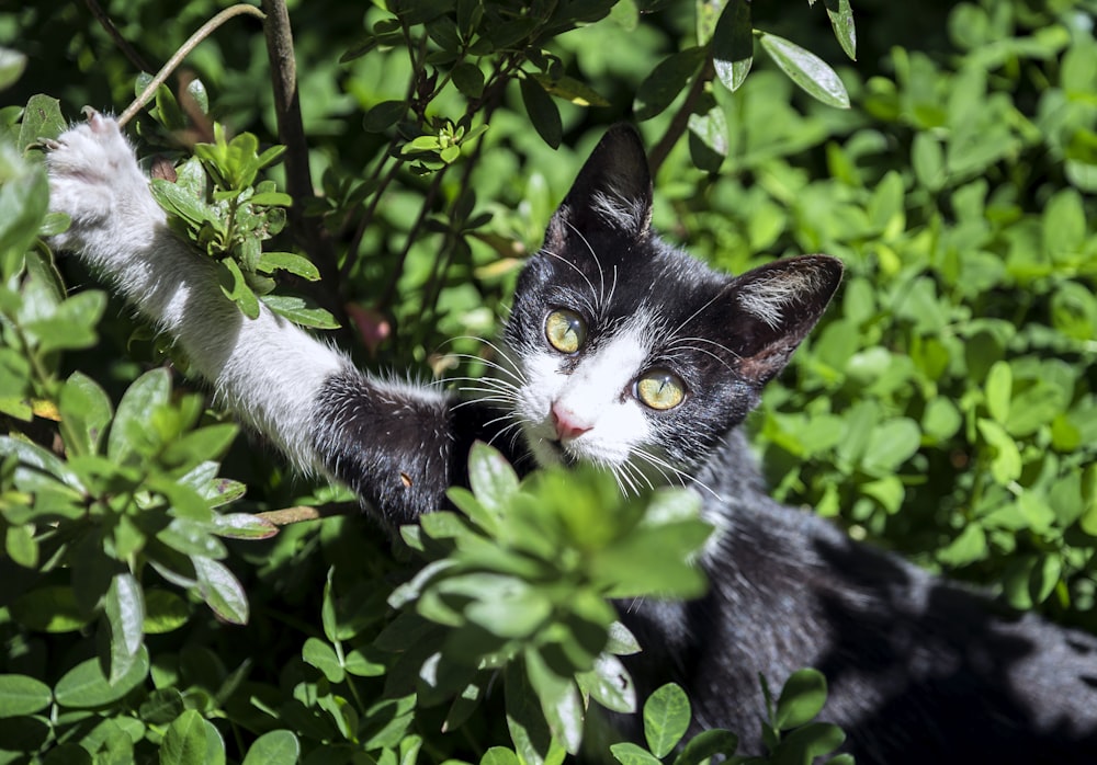 tuxedo cat surrounded by green leafed plant