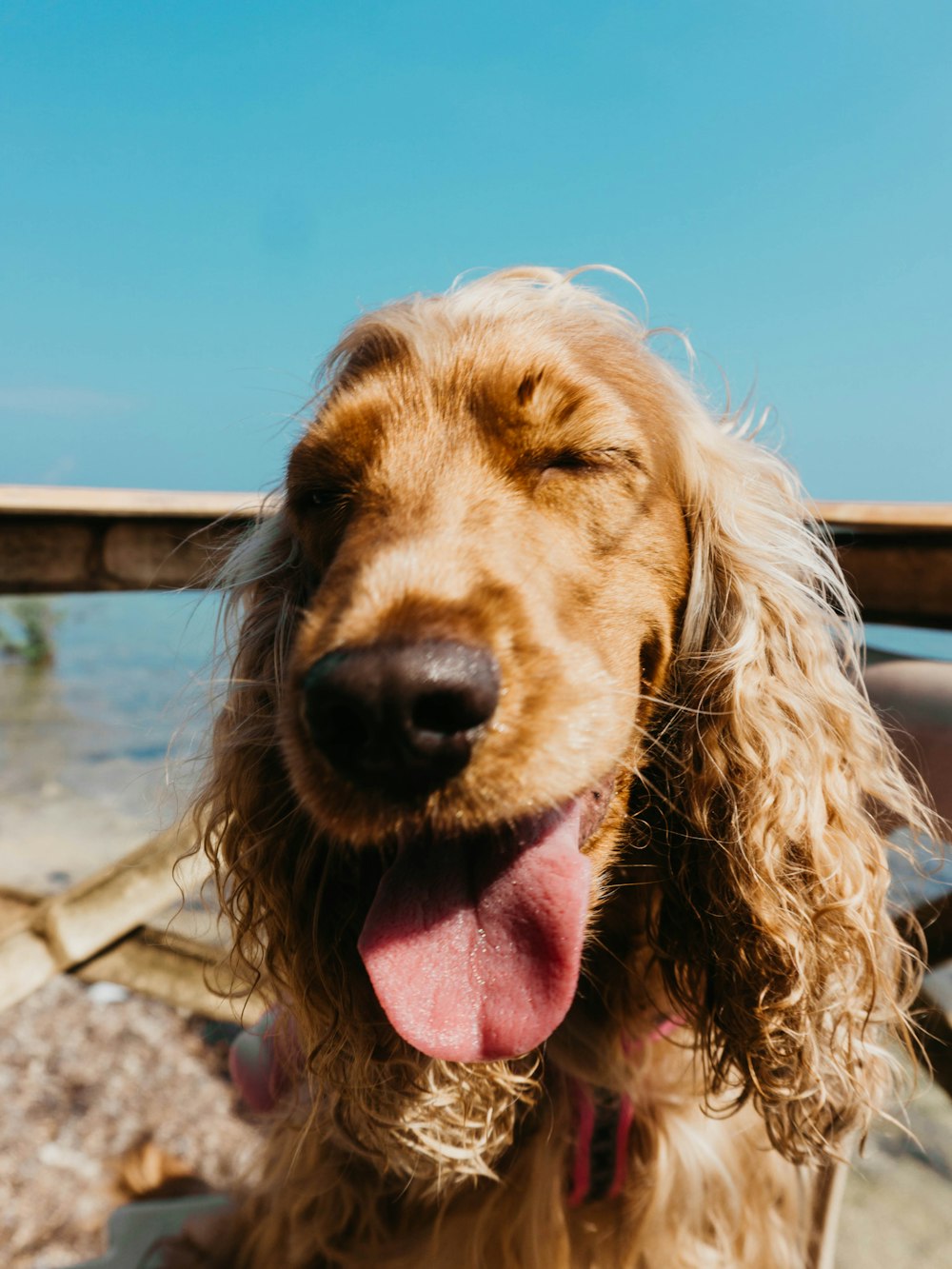 adult long-coated brown dog