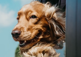 golden retriever inside car