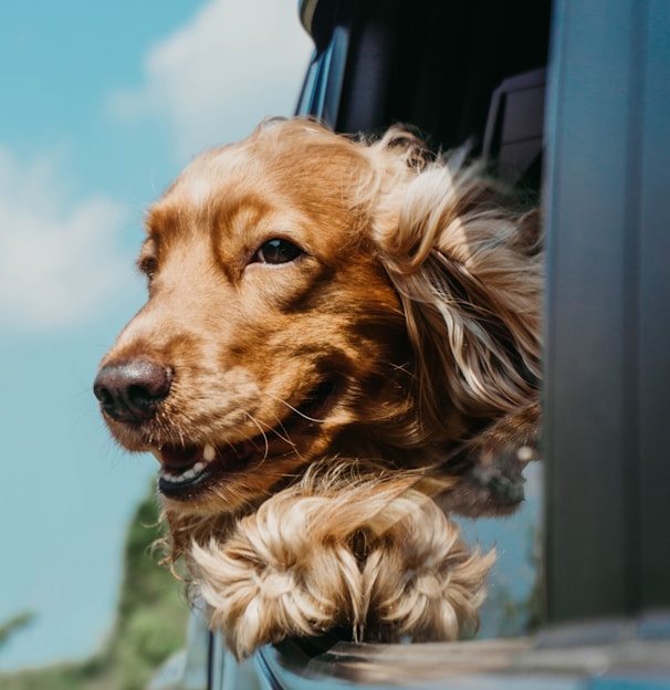 golden retriever inside car