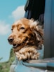 golden retriever inside car