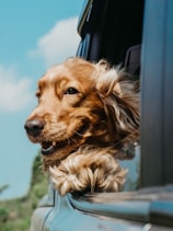 golden retriever inside car