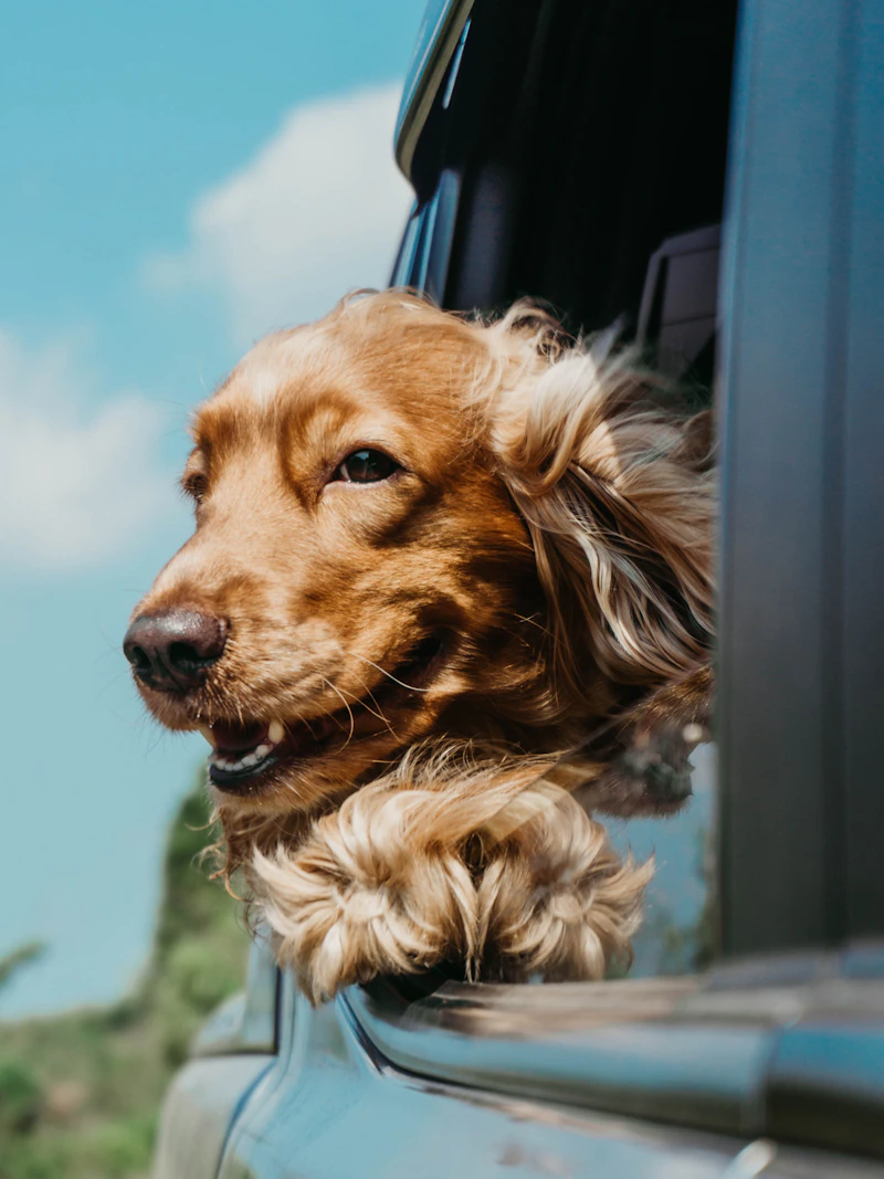 Veterinary treatment