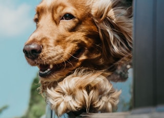 golden retriever inside car