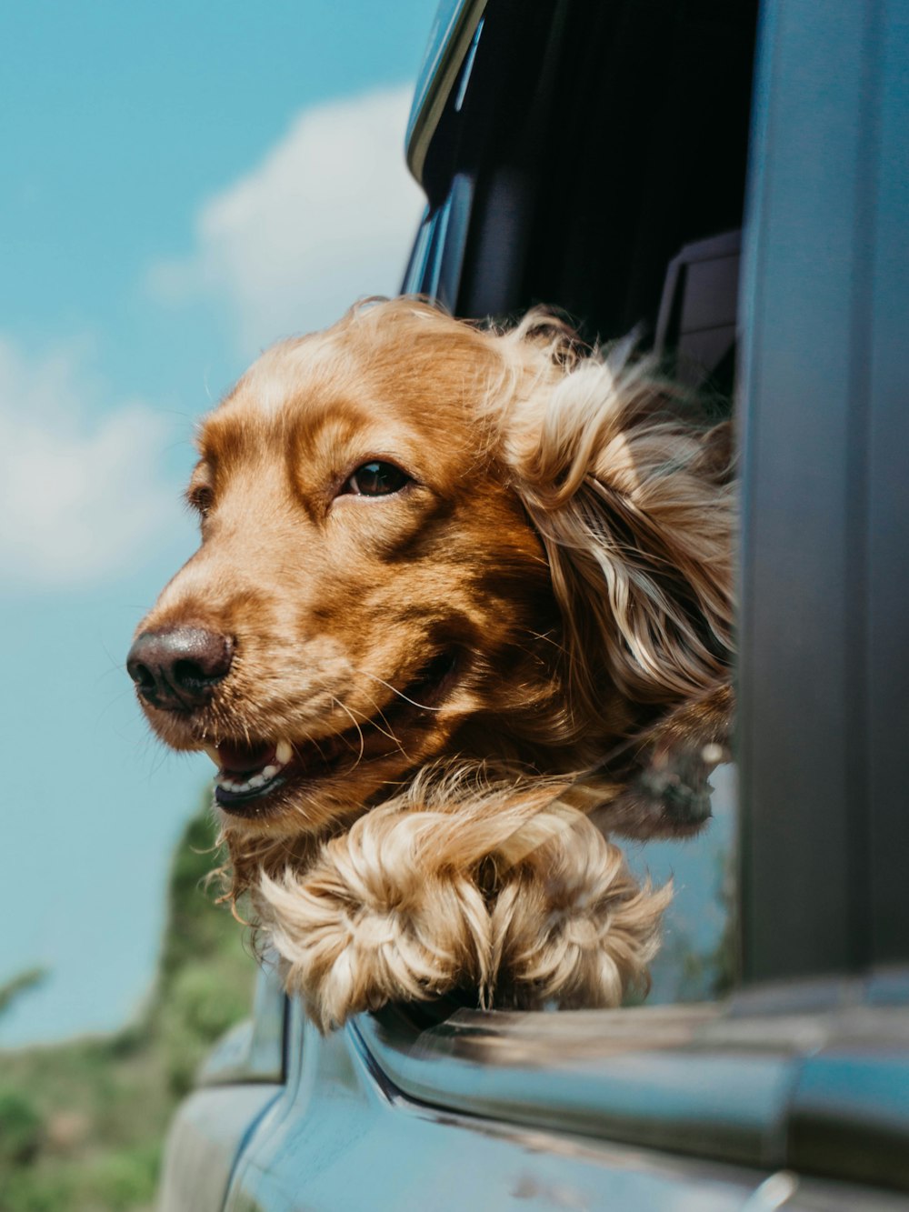 golden retriever dentro do carro