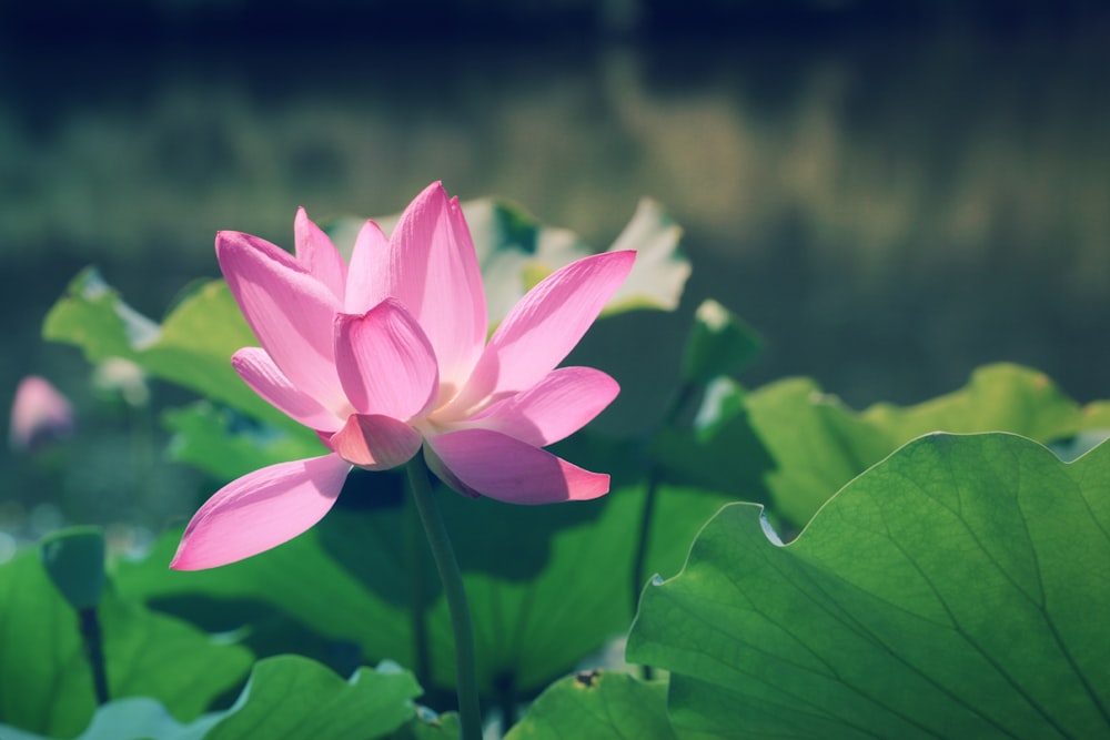 close up photography of pink lotus flower