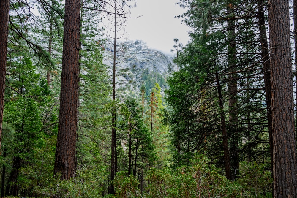 low-angle photography of forest