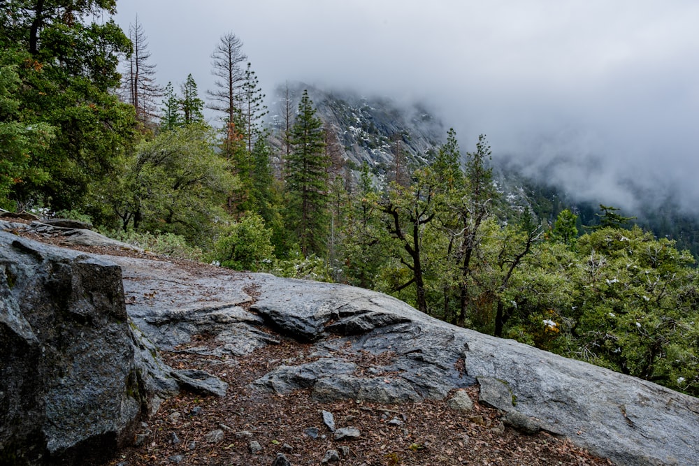 green trees under white sky