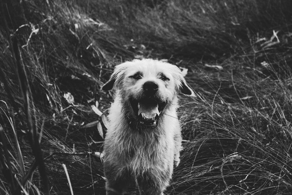 grayscale photography of dog on grass field