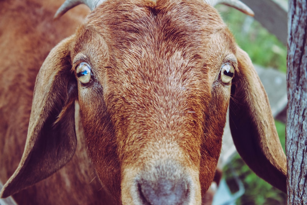 shallow focus photo of brown goat