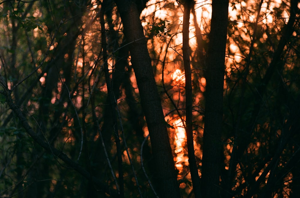 trees during golden hour