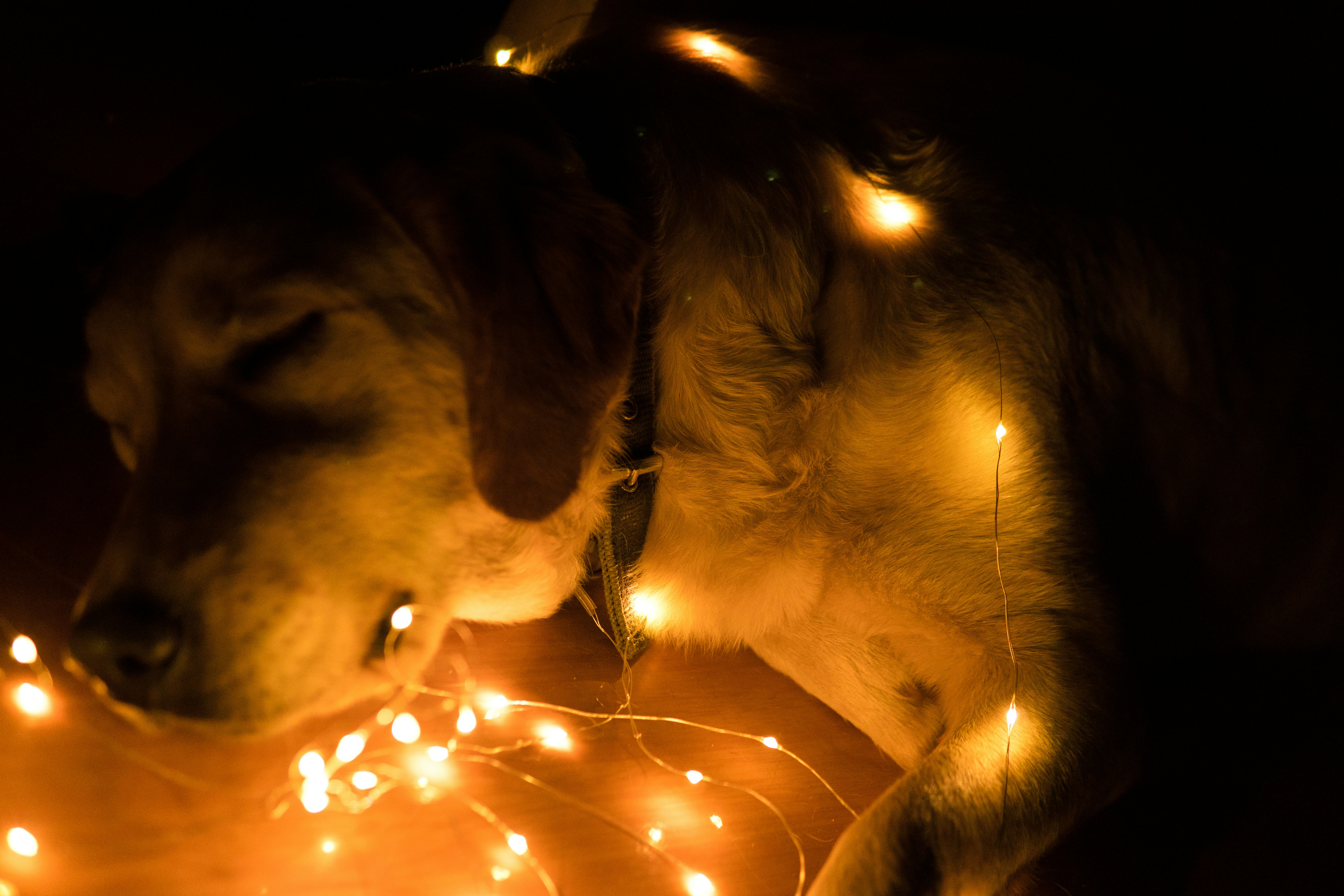 shallow focus photo of short-coated white dog near mini lights