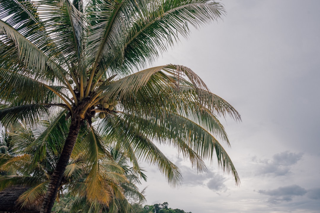 coconut tree under cloudy sky