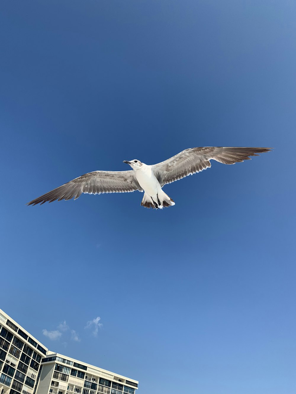 white seagull flying near building