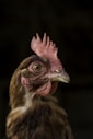 brown rooster