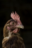 Close-up of a live sabung ayam match with intense slow-motion action and vivid blood effects.