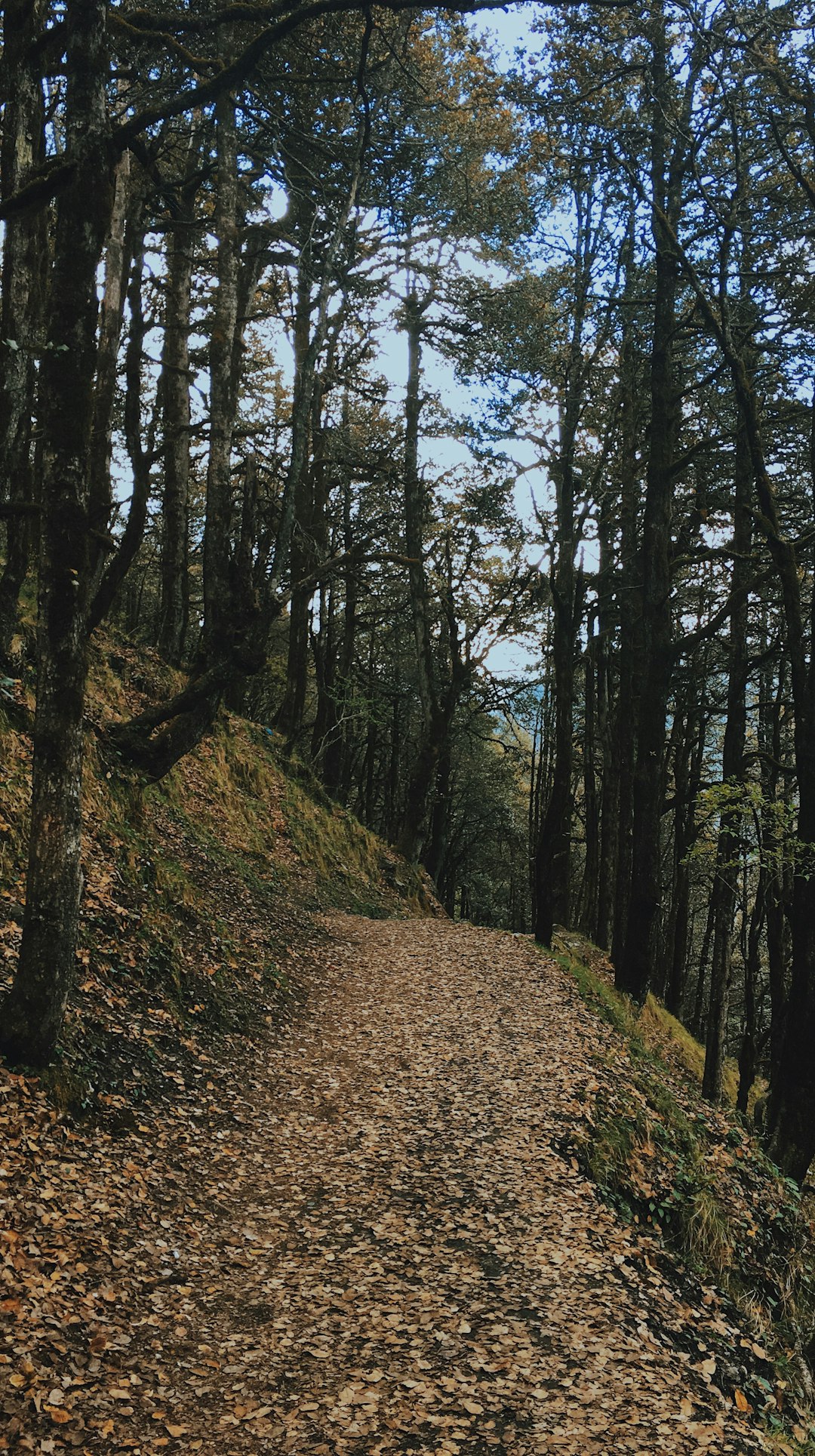 Forest photo spot NH305 Shimla