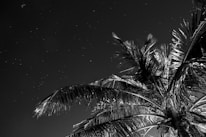 A monochromatic photograph featuring the silhouette of palm trees against a night sky filled with faint stars.