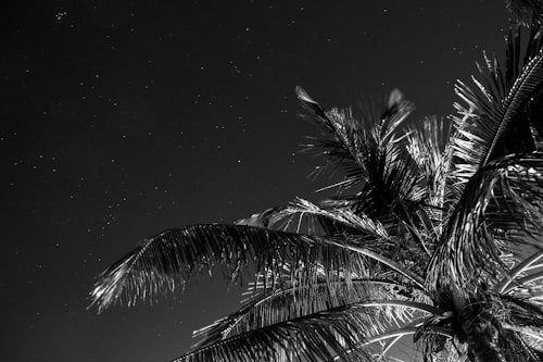 A monochromatic photograph featuring the silhouette of palm trees against a night sky filled with faint stars.