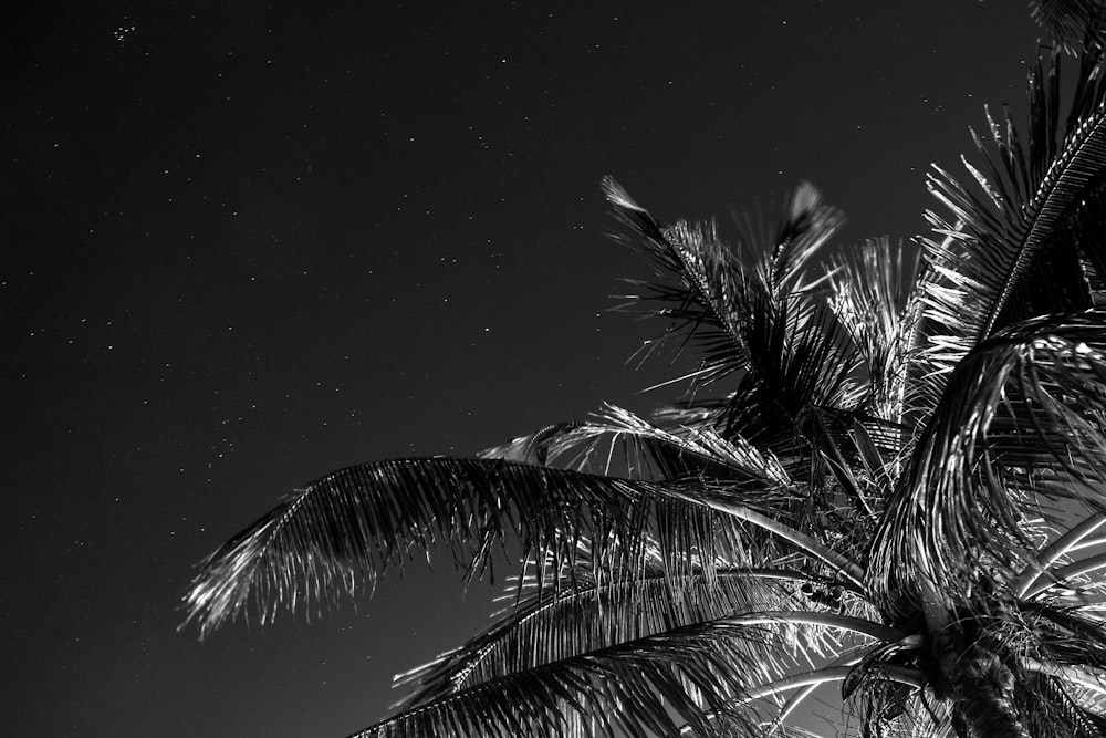 grayscale photography of coconut tree