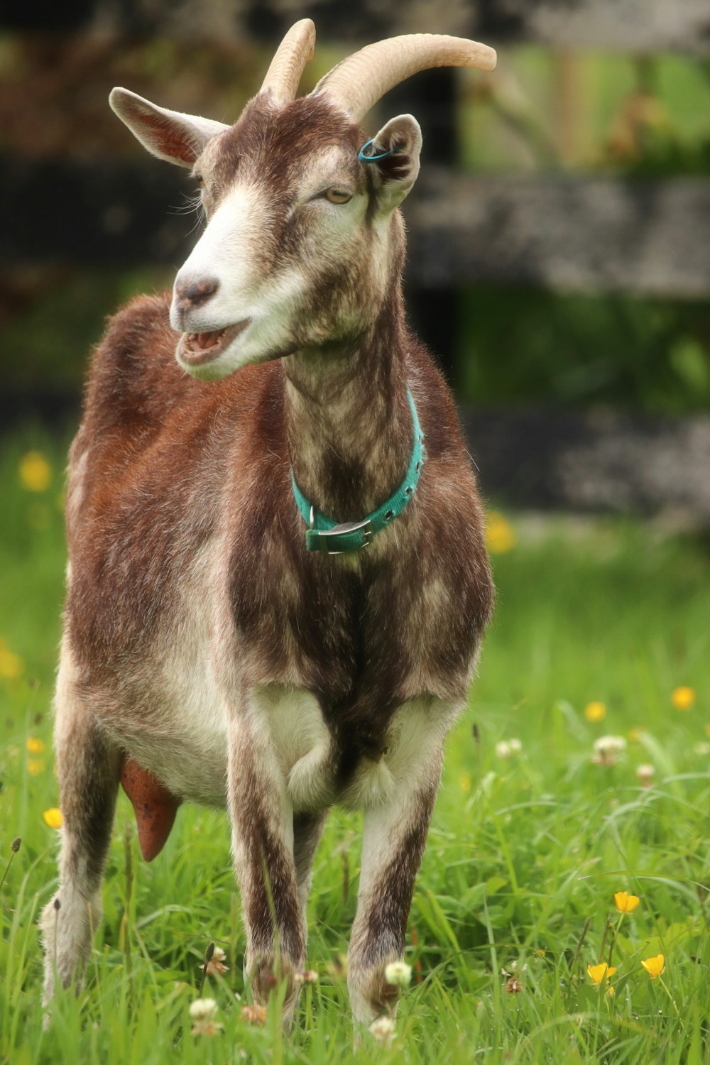 brown and white goat on grass field during daytime