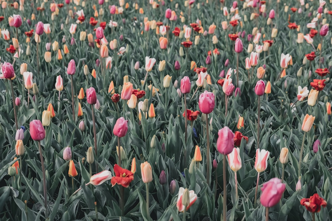 bed of tulips flower