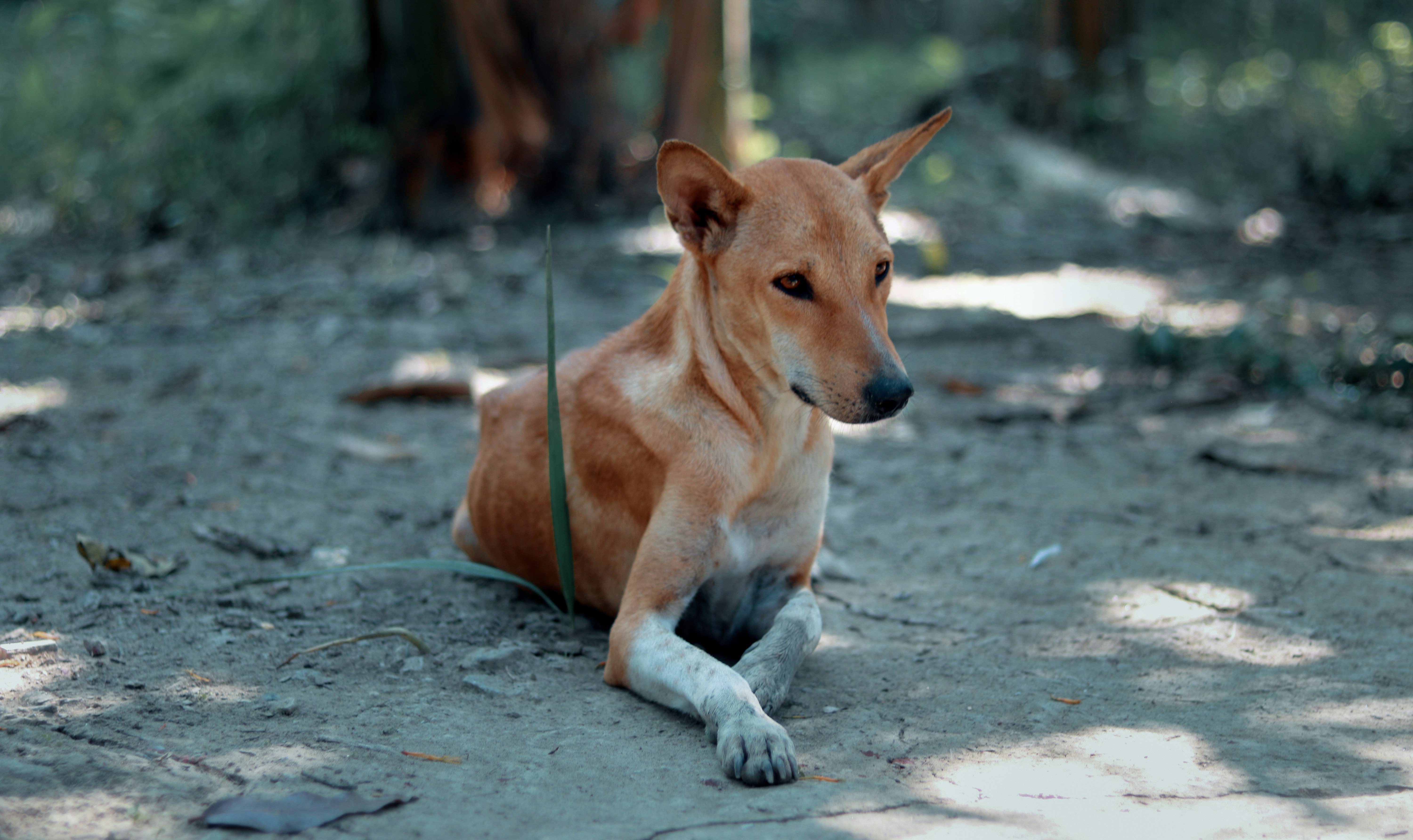 Photo by tarikulxraana