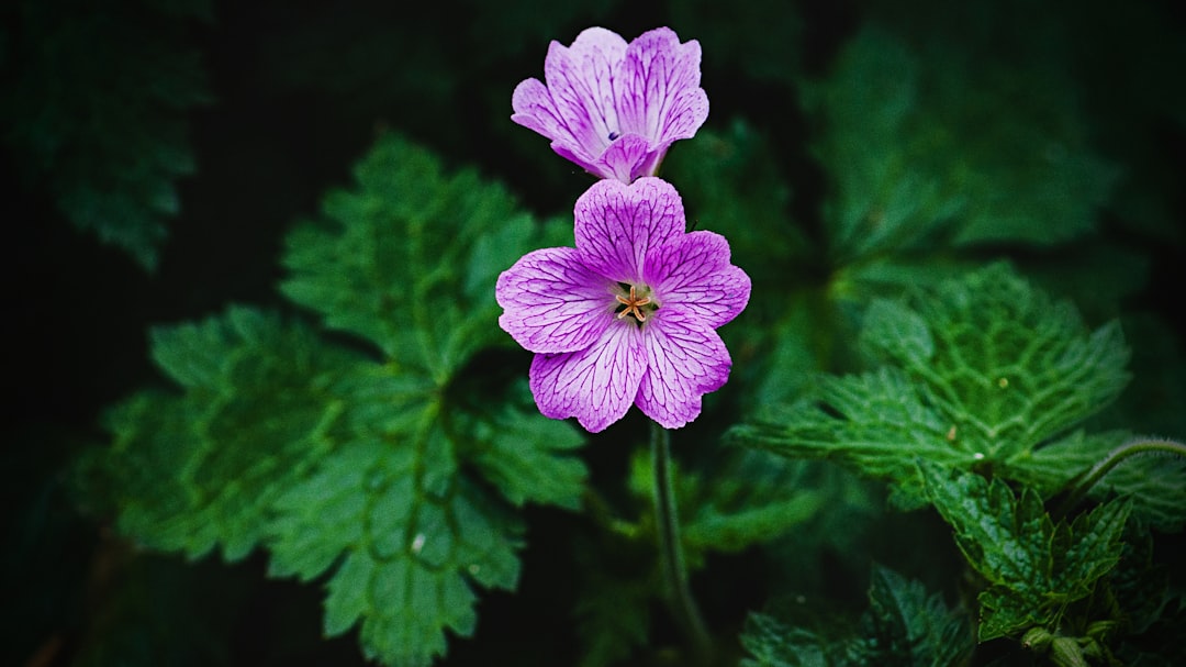 purple flower