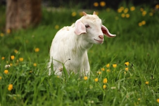 white goat standing on green grass field