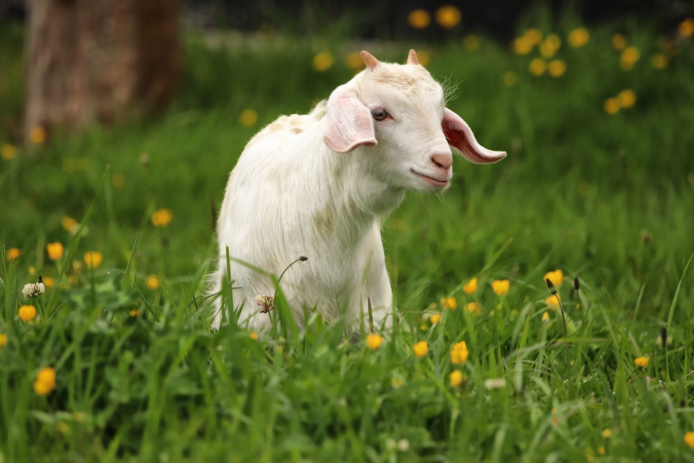 white goat standing on green grass field