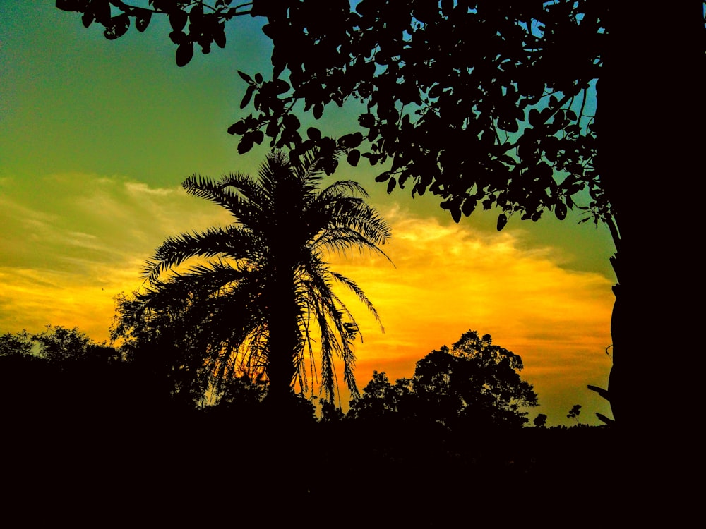 coconut palm tree view during sunset