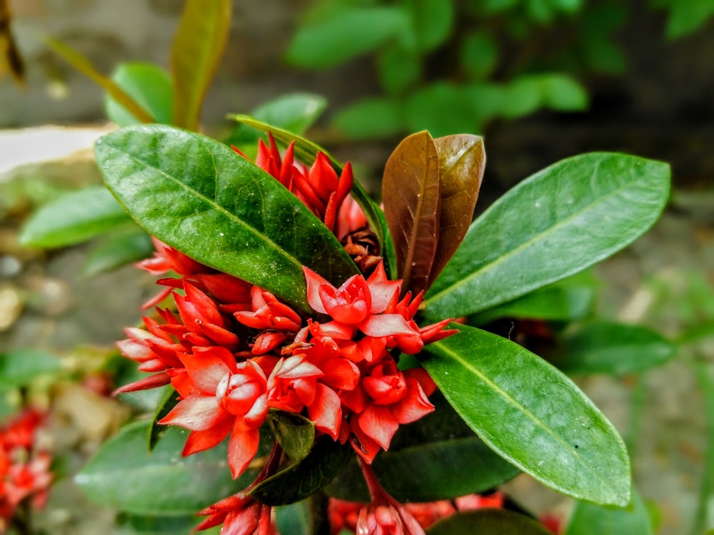 red flowering green outdoor plant
