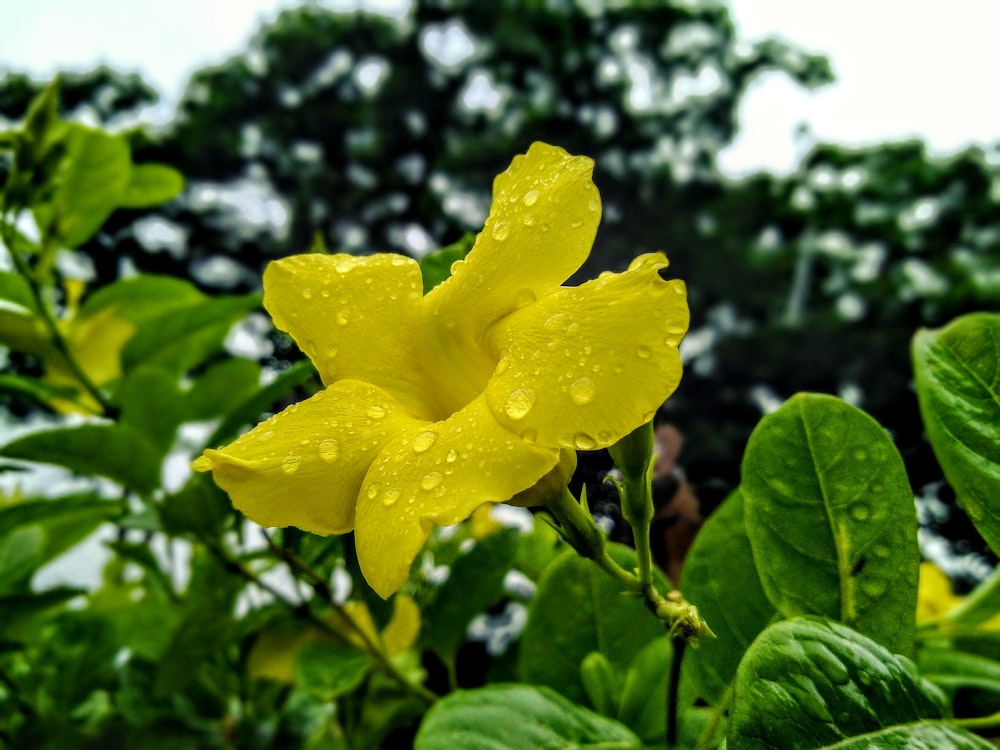 yellow-petaled flower with leaves