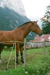 horse near fence during daytime
