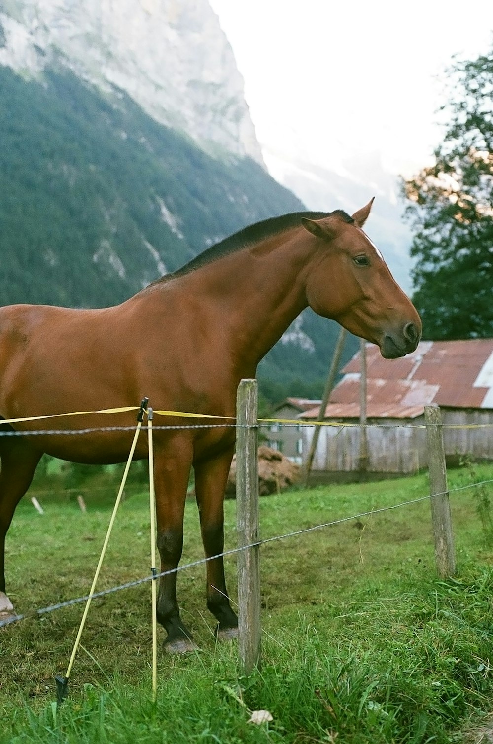 horse near fence during daytime