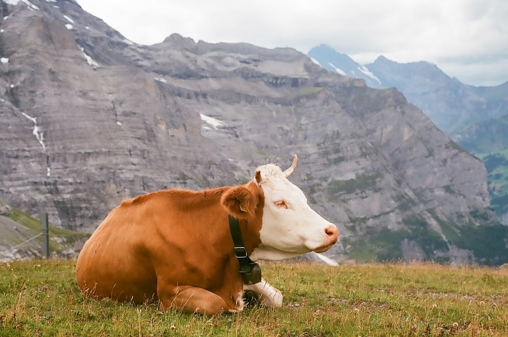 ハーネス付きの白と茶色の牛