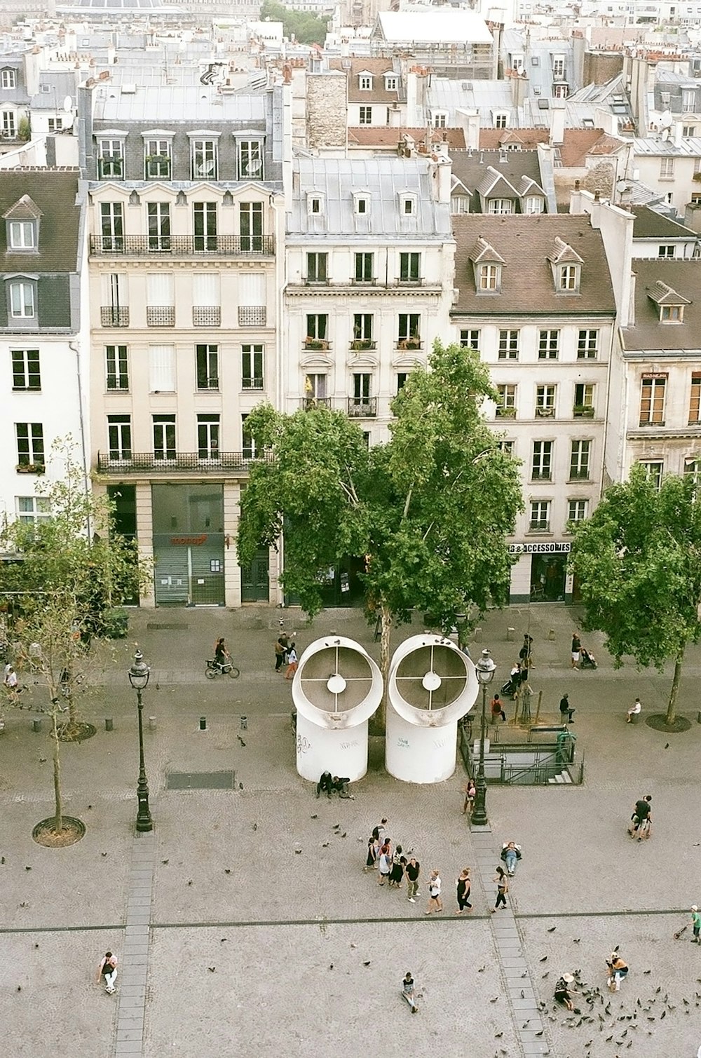 people near trees during daytime