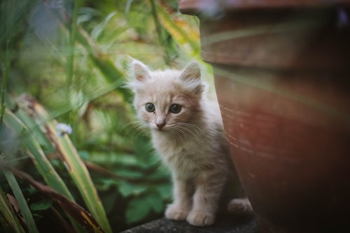 A kitten sits patiently between a terracotta pot and decorative grasses.