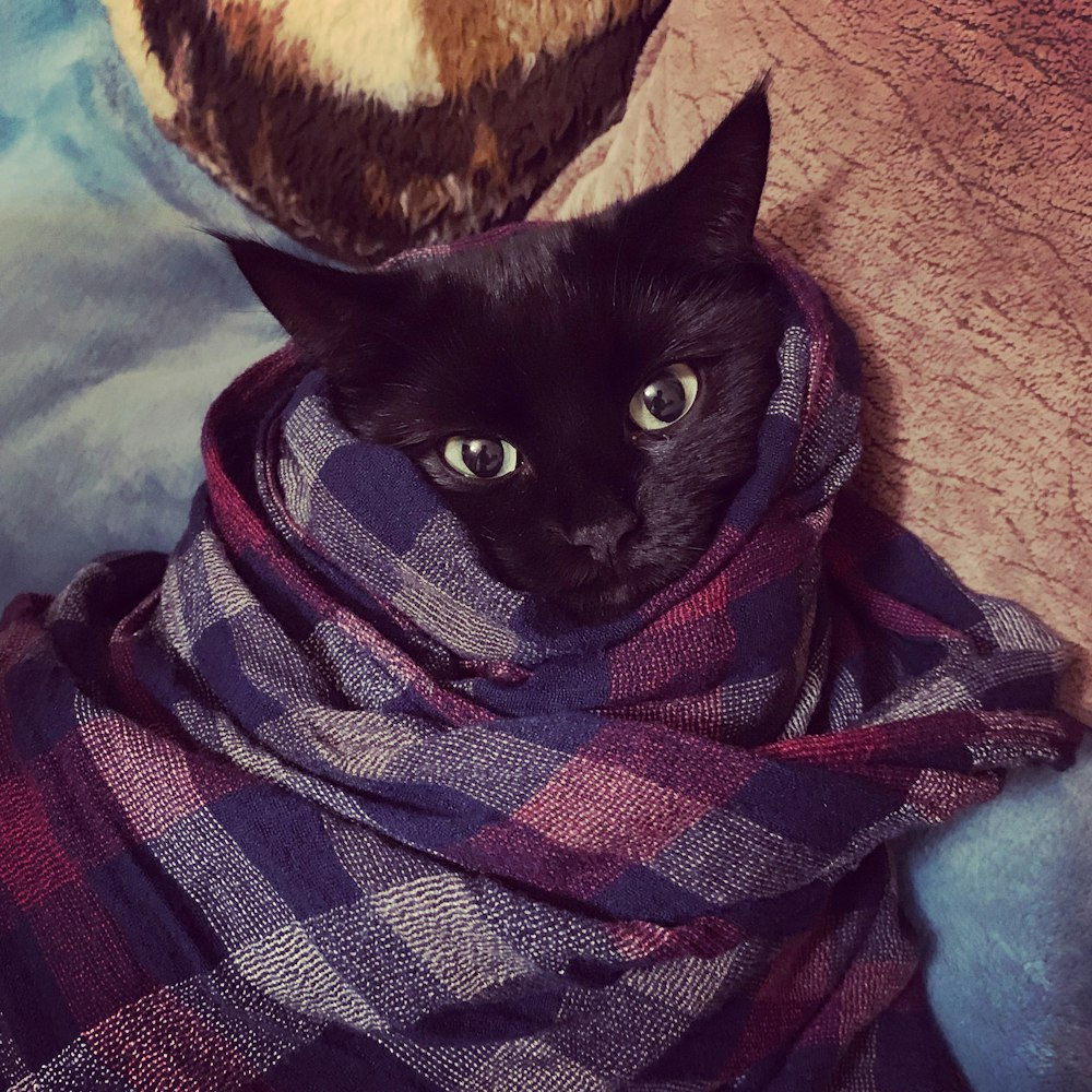 black cat wrapped in maroon and grey plaid textile