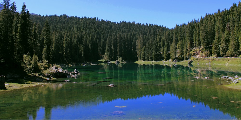 trees near body of water