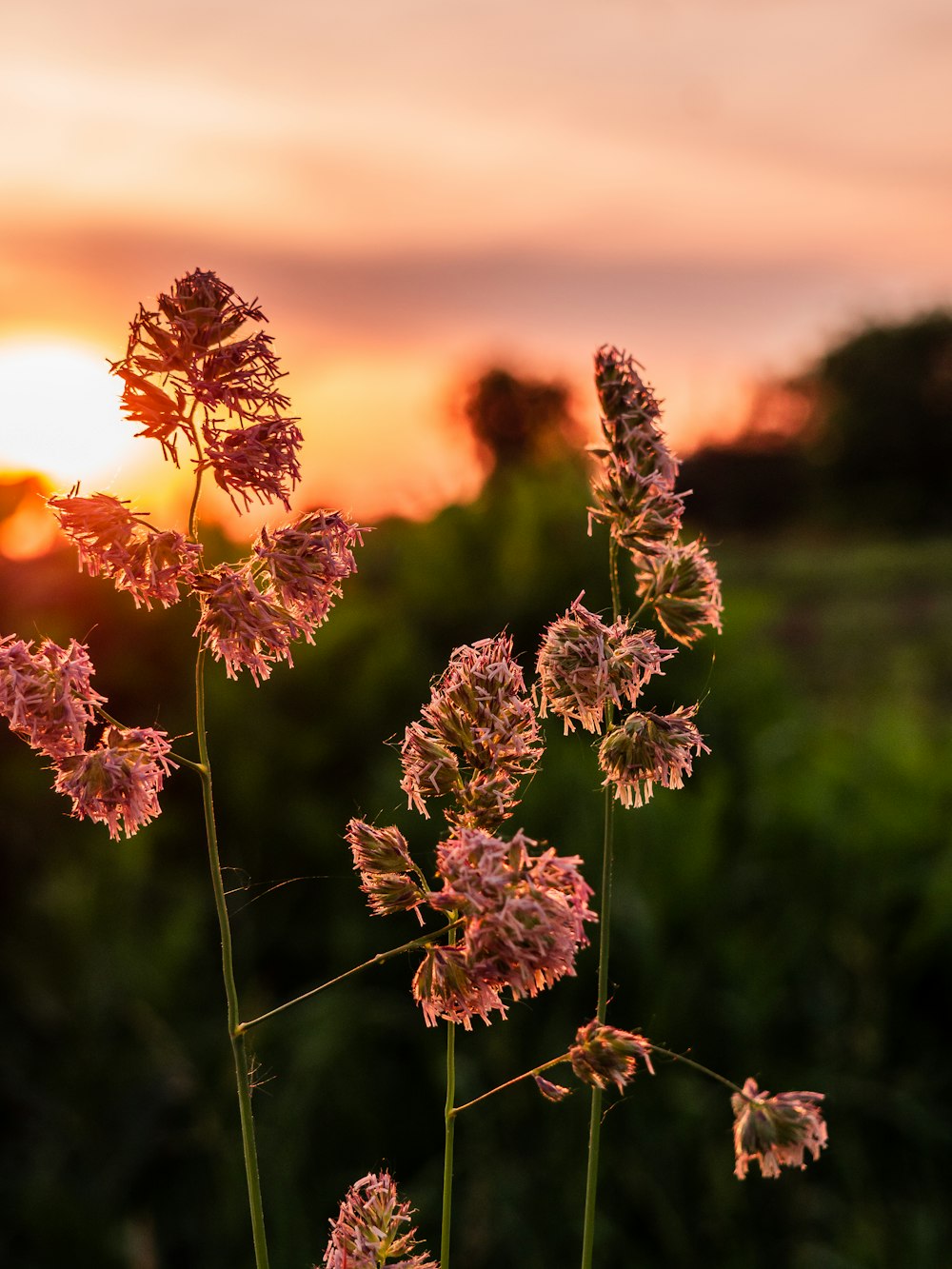 macro photography of pink-petaled flowers