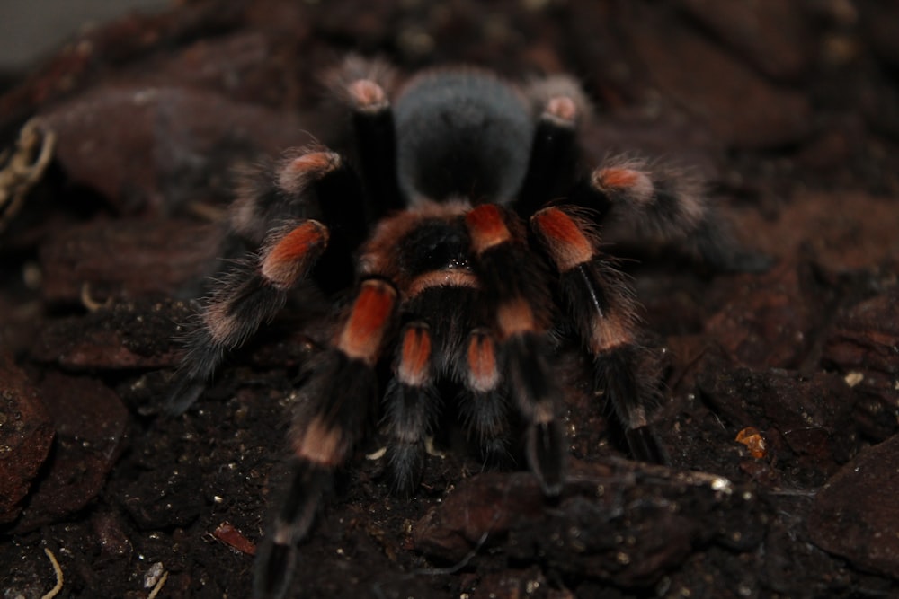 black and brown tarantula