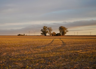 view of grass field