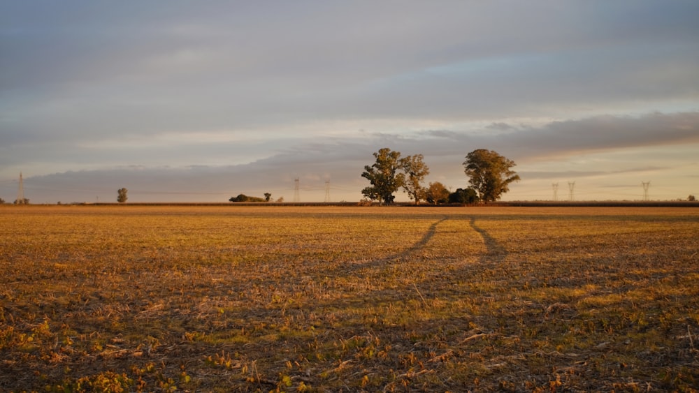 Vista del campo de hierba