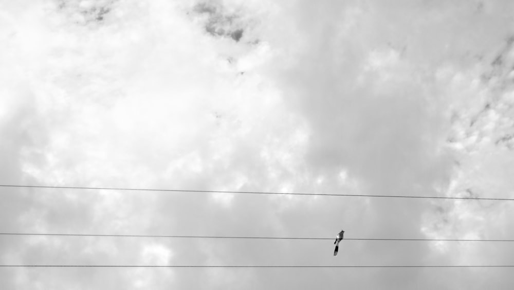 uccello in bianco e nero su cavo elettrico sotto cieli bianchi e grigi