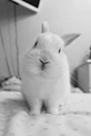rabbit on polka-dot fabric