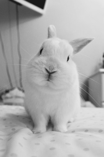 Alfie the Netherland Dwarf rabbit in a close-up black and white portrait