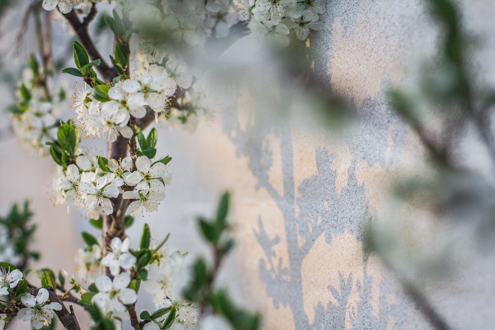 white petaled flower