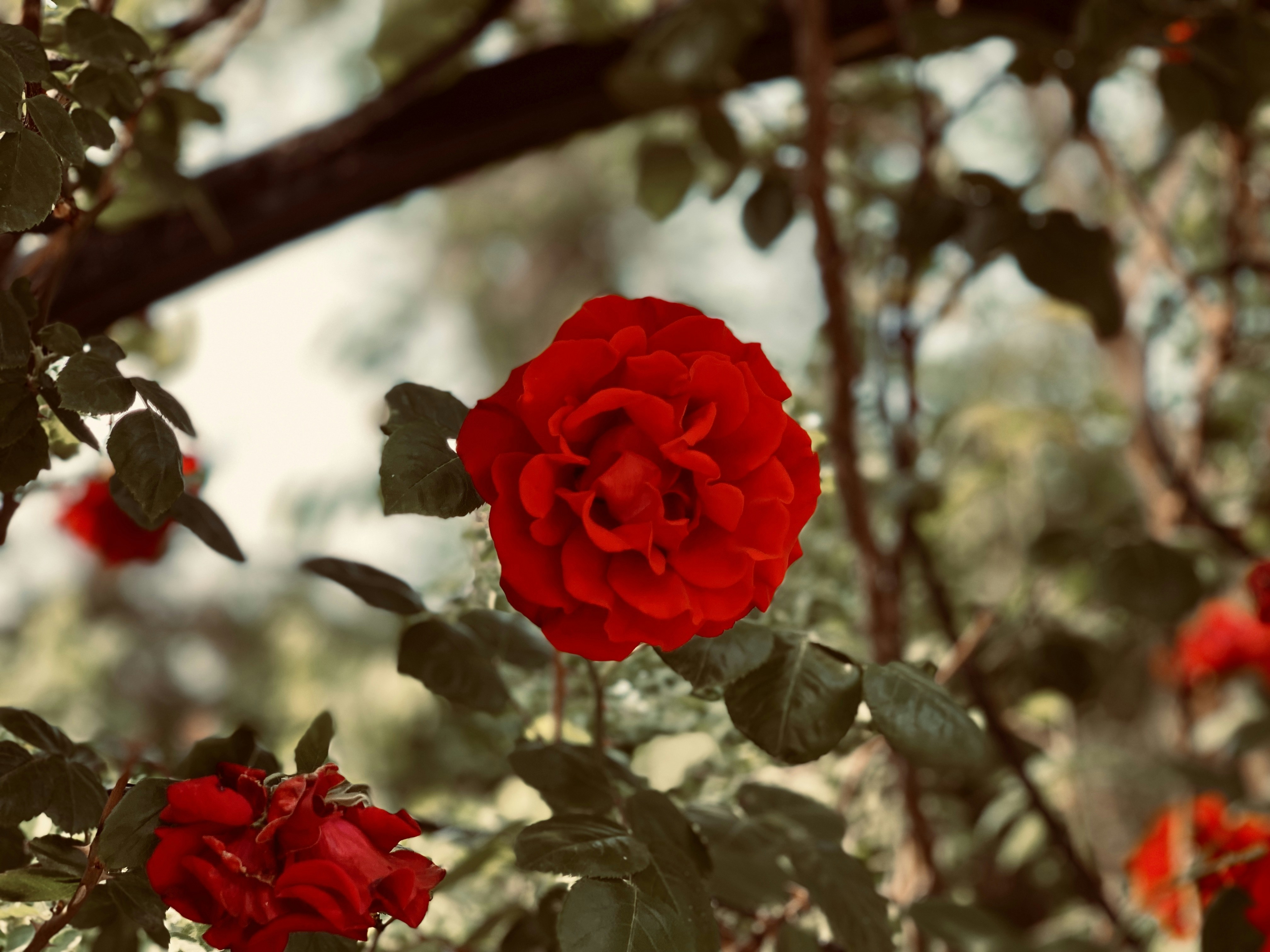 Photo by rebeccamargaret